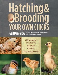 Hatching & brooding your own chicks Book cover