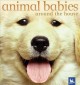 Go to record Animal babies around the house
