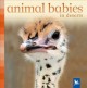 Go to record Animal babies in deserts.